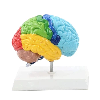Dešinysis smegenų pusrutulio žmogaus kūno modelis PVC 1:1 Studentų mokymo studijų surinkimo modeliui