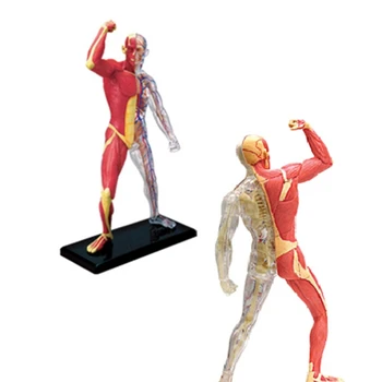 Žmogaus raumenų anatomijos modelis Skaidrus kūno medicinos modelis Skeleto medicinos mokymo priemonė medicinos studijų mokymui